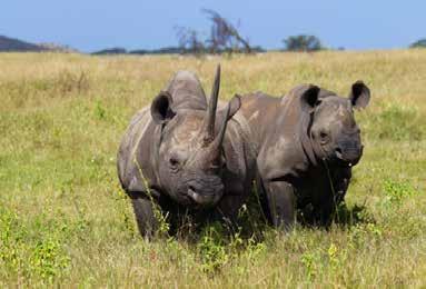 Today, the rhino suffers endless persecution and the threat of extinction because of the very thing that gives it its identity and name. Rhinos have roamed the earth for almost 60 million years.