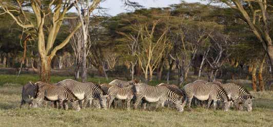 TEACHING WITH A PURPOSE GREVY S ZEBRA Lewa is currently home to 11% of the global wild population, slightly over 300 individuals.