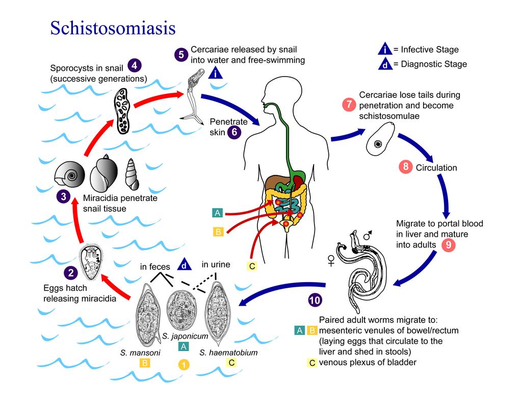Figure 2. The schistosome life cycle (Centers for Disease Control (CDC) 2012).