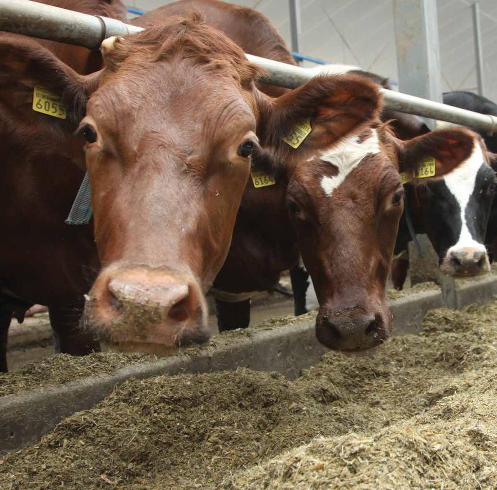 Lopkopība Lopkopības speciālisti nodrošina klientus ar informāciju lopkopības jautājumos, sniedzot konsultācijas un veicot apmācību: piena lopu ēdināšana, ēdināšanas plānošana govju grupām un/vai