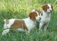 This past summer Carly, a Brittany, had a litter of pups as well as Sadie, a German Shorthair, all of which will be trained as they get older to be used in Flint Oak s Upland Hunts.