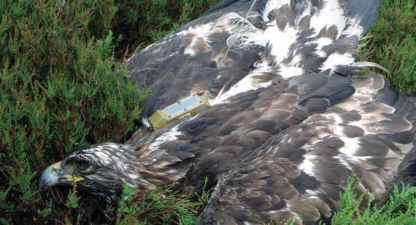 The confirmed abuse incidents in 2009 involved the poisonings of at least 81 individual birds or animals.