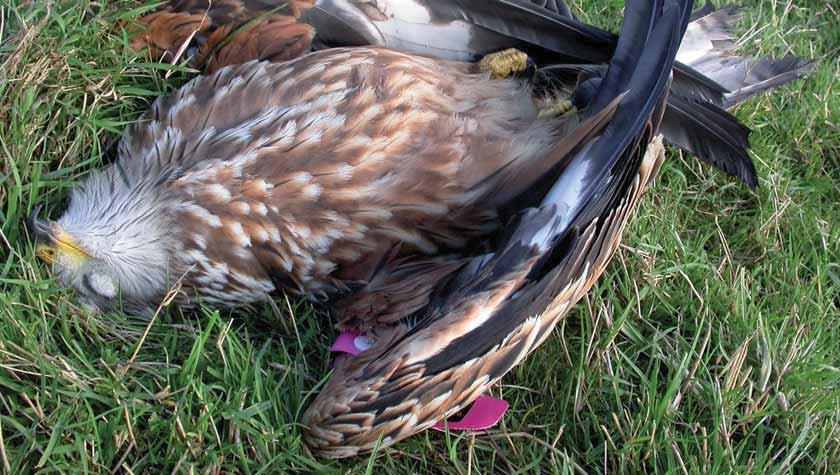 December 2009 began with the discovery of the body of one of Northern Ireland s re-introduced kites, released only five months earlier.