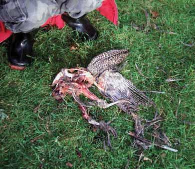 On visiting the site, five dead ravens, and two more pheasant baits were found although the original dead buzzard and bait were missing.
