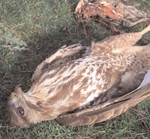 Faced with the strong likelihood that individuals on the estate were placing poison baits to kill birds of prey, RSPB staff undertook a surveillance operation over the next four weeks.