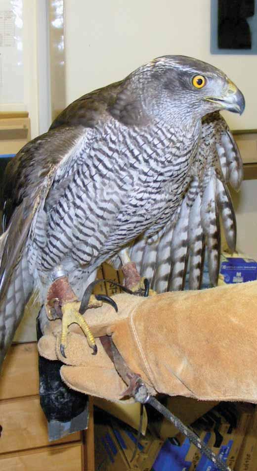 4 Trade in wild birds and taxidermy Case studies DNA profiling back in the spotlight In 2009, there were 175 reported incidents involving the taking, sale and possession of live and dead birds (2004