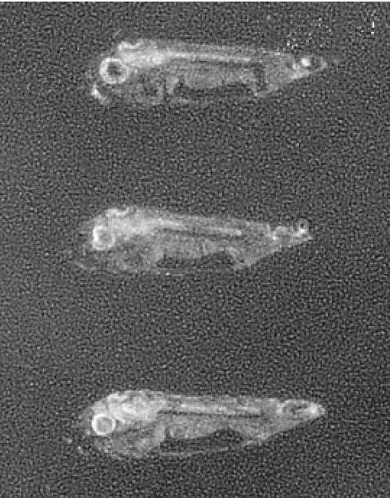 26 Behavioral Ontogeny of Marine Pelagic Fishes for Sustainable Management of Fisheries Resources Fig. 24. Autoradiography of the sagittal section of yellowtail reared in aquarium 2 for 11 days.