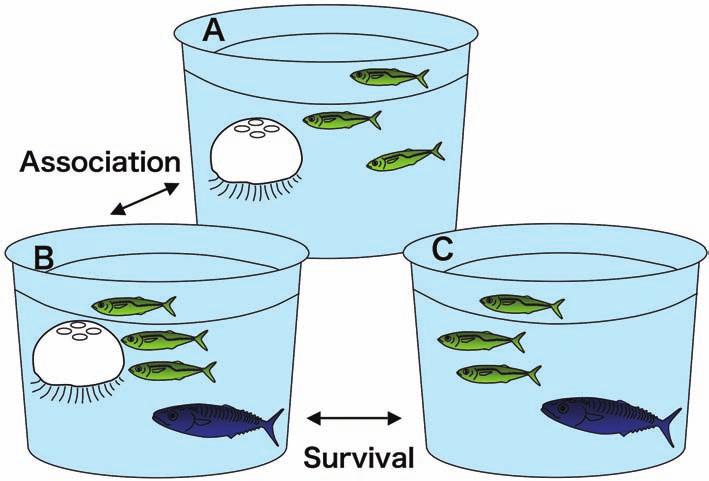 Behavioral Ontogeny of Marine Pelagic Fishes for Sustainable Management of Fisheries Resources 29 their behavior was observed.