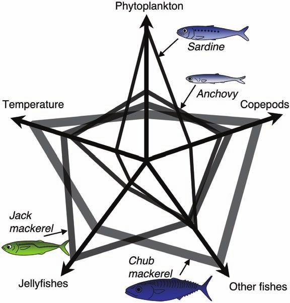 (1998), Aoki (1996) and Tsuruta (1992) on jack mackerel, chub mackerel, sardine and anchovy, respectively. Fig. 43.