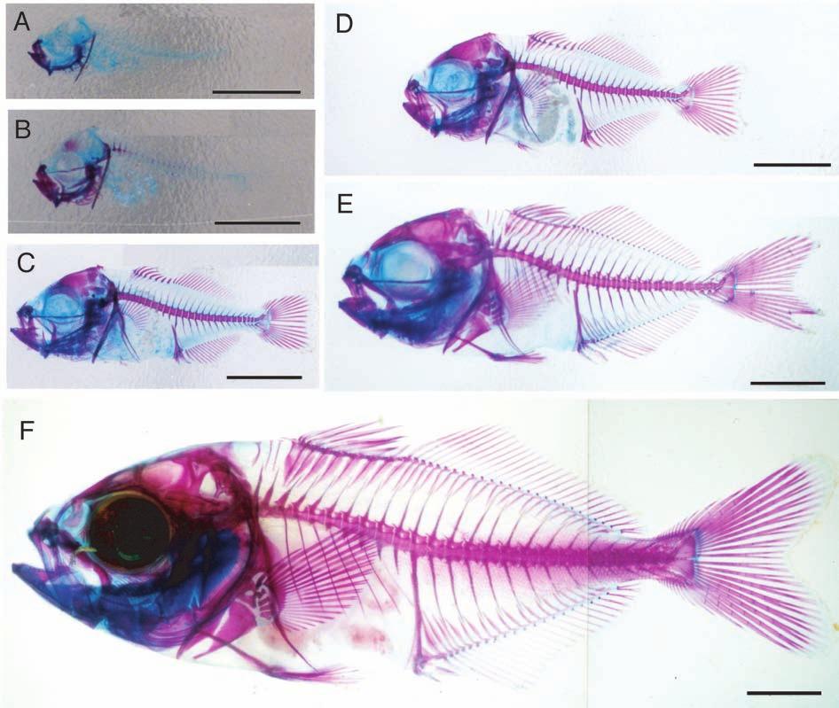 Behavioral Ontogeny of Marine Pelagic Fishes for Sustainable Management of Fisheries Resources 7 Fig. 5. Development of cartilage and bone in striped jack larvae and juveniles.
