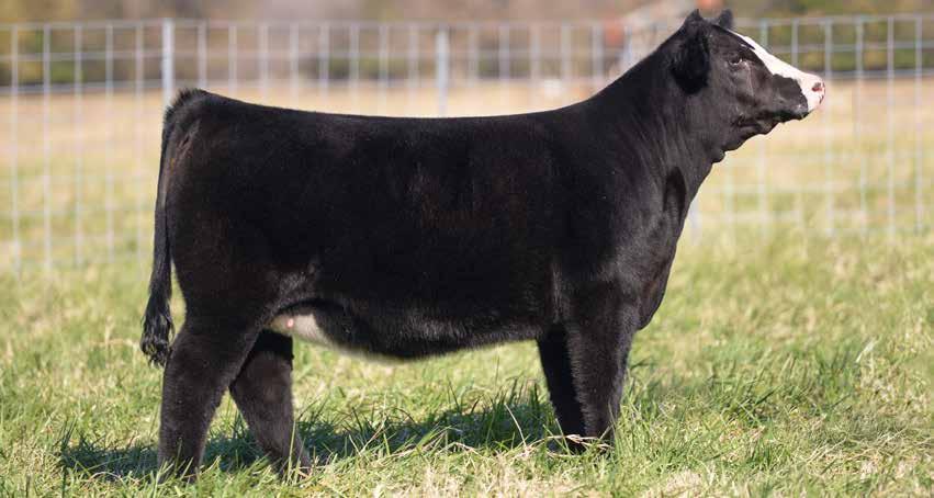 LOT 1 DRO Ms Focus on Broker SIMANGUS 3/17/2014 REGISTRATION 2902432 1/2 SM 1/2 AN BLACK, POLLED 1 OPEN SHOW AND DONOR PROSPECTS SimAngus CNS DREAM ON L186 SVF STEEL FORCE S701 SVF SHEZA BEAUTY L901