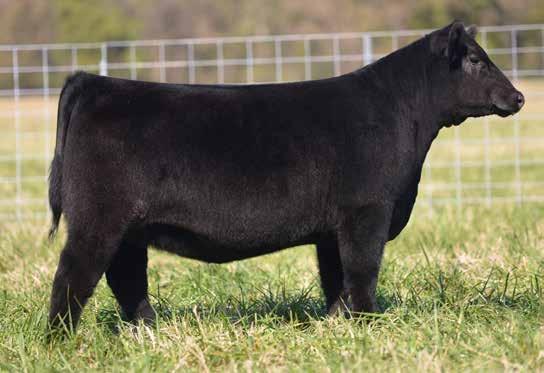 LOTS 11, 12 {16} THE MATERNAL OPTION FEMALE SALE Angus OPEN SHOW AND DONOR PROSPECTS Pasture V iew Blackbird 41u2 ANGUS 2/3/2014 REGISTRATION 17861964 STIZ TRAVELER 8180 S A V FINAL ANSWER 0035 S A V