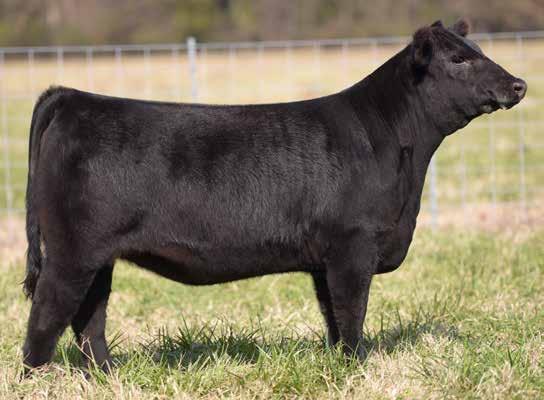 COULEE BLACKBIRD U2 A A R BLACKBIRD 1320 Lot 11 is built in a way that will not only please judges from a breeding cattle background but also the judges from the club calf industry as well.