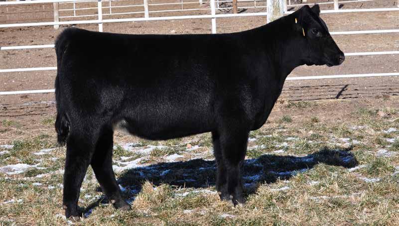 LOT 14 {18} THE MATERNAL OPTION FEMALE SALE Maine-Anjou OPEN SHOW AND DONOR PROSPECTS BPF Whiskey Power 71B DMCC POLLEROID 29A ET DMCC LIMITED EDITION 4F DAZZLERS FANCY DANCER BK UNLIMITED POWER 472
