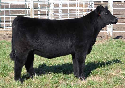 BPFOlivia 134B MAINETAINER 4/3/2014 NON-REGISTERED DRY COUNTRY FRICTION DAUGHTER BPFMiss Jeanie 135B MAINETAINER 5/18/2014 REGISTRATION PENDING 18 You will love the way this heifer is put together.