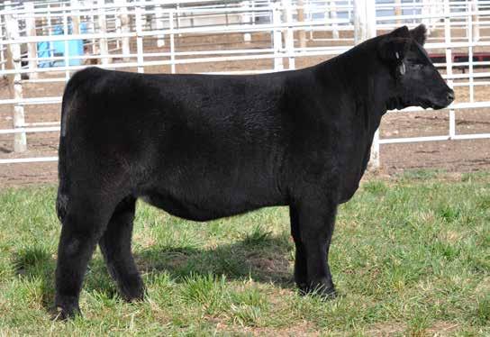 has been proclaimed by many to be the best Maine Anjou bull to come along in years and Lot 21 does her father proud.