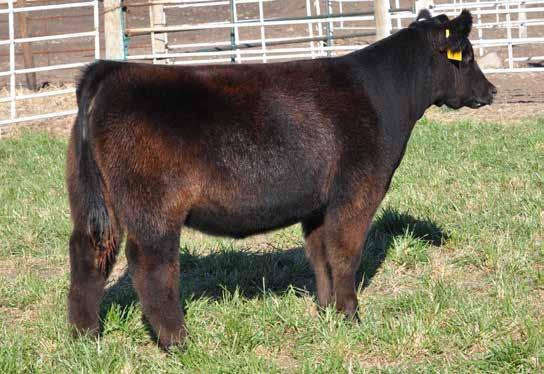 She is stout and cool, and will make a great show heifer and a very versatile cow with the ability to produce competitive females and steers alike.