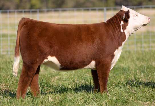 LOTS 27, 28 {26} THE MATERNAL OPTION FEMALE SALE Hereford OPEN SHOW AND DONOR PROSPECTS WPF49Y 2020 Janey 4005 POLLED HEREFORD 1/8/2014 REGISTRATION 43498742 BR MOLER ET BR DM TNT 7010 ET DM L1