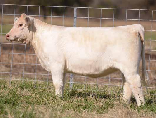 REGISTRATION EF1190116 29 We love the sweep of rib this purebred Charolais heifer has to offer. Esparanza is awesome necked, clean jointed, and sound structured.