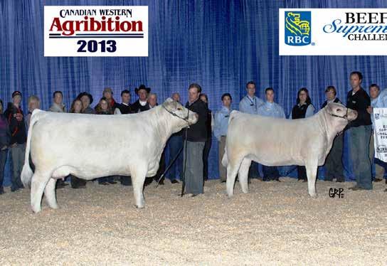 LOTS 31, 32 {28} THE MATERNAL OPTION FEMALE SALE Charolais OPEN SHOW AND DONOR PROSPECTS OBG Nancy 028 (FULL SISTER TO LOT 31) TRMR Fire Water 5792 RET x OBG Nancy 6970 CHAROLAIS HEIFER PREGNANCY