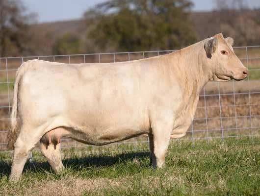 REGISTRATION EF1070700 33 Rumor Has It is the only male in the offering but he holds his own. Rumor is a strong topped, thick hipped bull that should add power and shape to any herd.