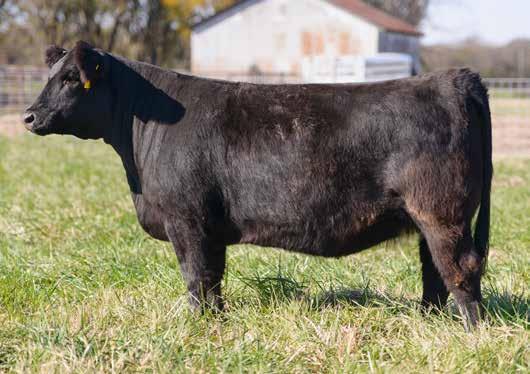 Tuel 336 SIMANGUS 3/6/2013 REGISTRATION PENDING CNS DREAM ON L186 SVF STEEL FORCE S701 SVF SHEZA BEAUTY L901 STEEL FORCE SON PUREBRED ANGUS 38 LOTS 38, 39