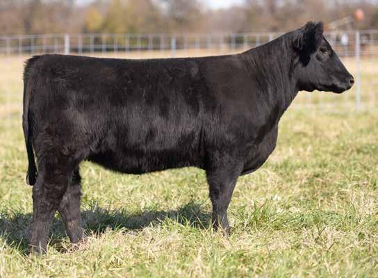 65 66Mainetainer LOTS 65, HCC384A MAINETAINER 3/27/2013 REGISTRATION PENDING CERVEZA IRISH WHISKEY MISS CHILL 1829 BK ICE PICK 472J NTC 615 EVER READY CHILL FACTOR ANGUS 384W (PUREBRED ANGUS) {50}