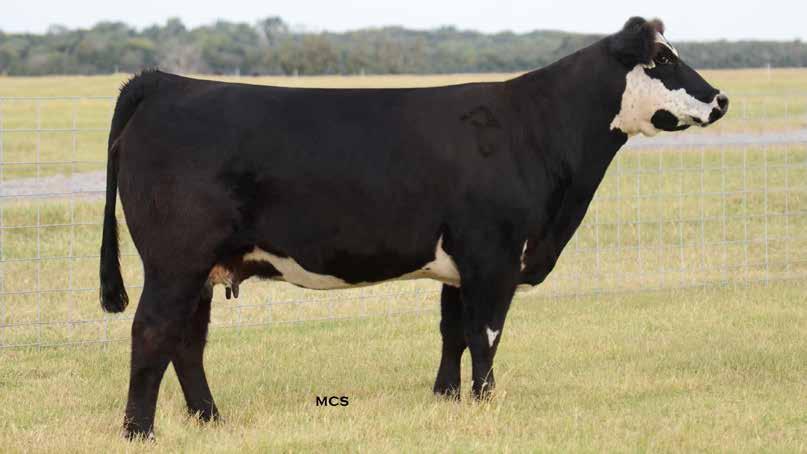 LOT 78 {60} THE MATERNAL OPTION FEMALE SALE Maine-tainer BRED COWS RJ Rose Queen 07 NBH POLLED ENERGIZER 6 COWAN S ALI 4M FJH COUNTESS 115H CMAC TYSON ET FGJ HABANERO CMAC KATARINA ET C&D SWEET DANDY