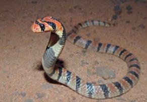 Cape Cobra Black Spitting Cobra Boomslang Reptile List: Angulate