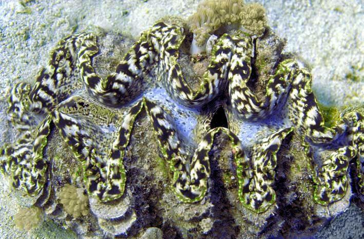 Chapter 4: Morphological, Reproductive and Molecular Genetic Evidence for a New Species of Giant Clam