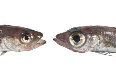 Comparative feeding ecology of the sympatric cod fishes Arctogadus glacialis and Boreogadus