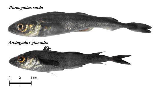 The four fish groups in this study are a combination of the abbreviations for fjord and species: Tyrolerfjord (TF), Dove Bugt (DB), Arctogadus (AR) and Boreogadus (BO).