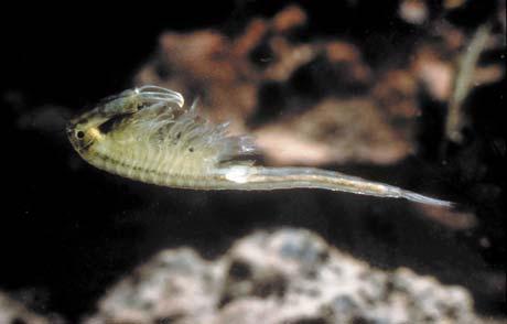 Vernal Pool Fairy Shrimp (Brachinecta lynchi) Status State: Meets the requirements as a rare, threatened, or endangered species under CEQA Threatened Federal: Critical Habitat: Designated 2006 (USFWS