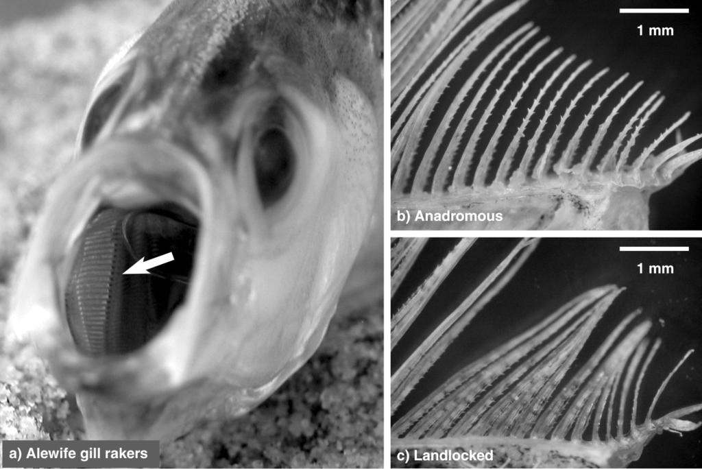 2030 DAVID M. POST ET AL. Ecology, Vol. 89, No. 7 PLATE 1. (a) The gill rakers of an alewife.