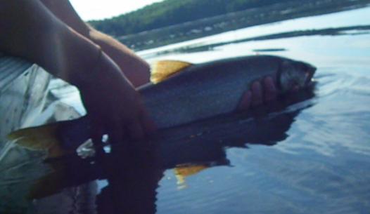 2014 Lake Opeongo Creel Update Harkness Lab Are Current Trout Harvest Levels Sustainable?