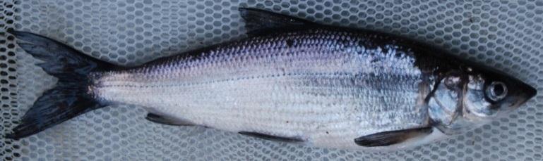 Blackfin cisco (Coregonus nigripinnis) in the netting survey of Radiant Lake.