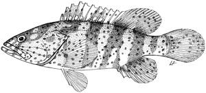 Food and Agriculture Organization of the United Nations for a world without hunger Fisheries and Aquaculture Department Cultured Aquatic Species Information Programme Epinephelus coioides (Hamilton,
