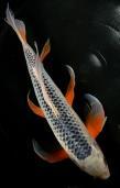 Year of the ASAGI One of the oldest koi varieties to be bred with consistency, the Asagi is one of only three breeds that is blue and, if of good quality, stays blue as it ages; it is sometimes