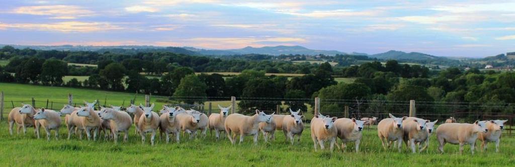 WHITEHART FLOCK FOREWORD The Whitehart flock are pleased to offer a selection of sound, strong yearling ewes as surplus to our flock requirements.