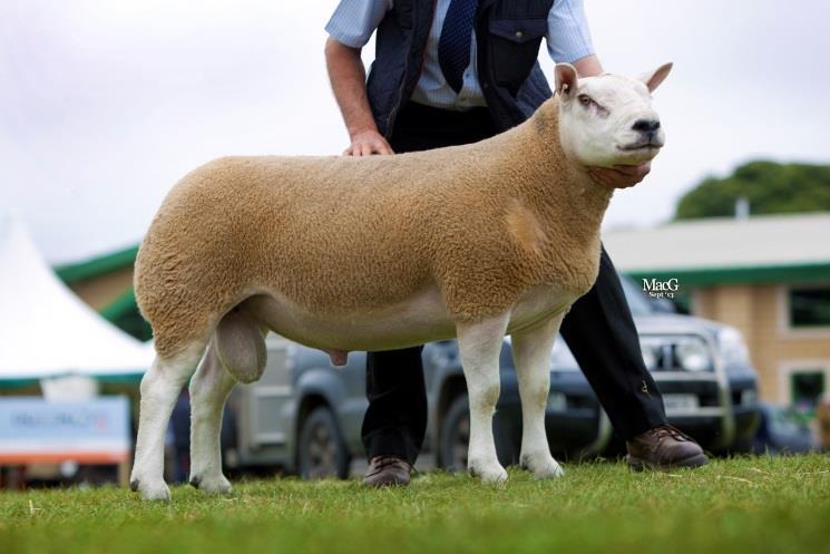 REFERENCE TO SIRES LOOSEBEARE VOOMER - No introduction needed! Leaving lambs with outstanding conformation, correctness and breed character.