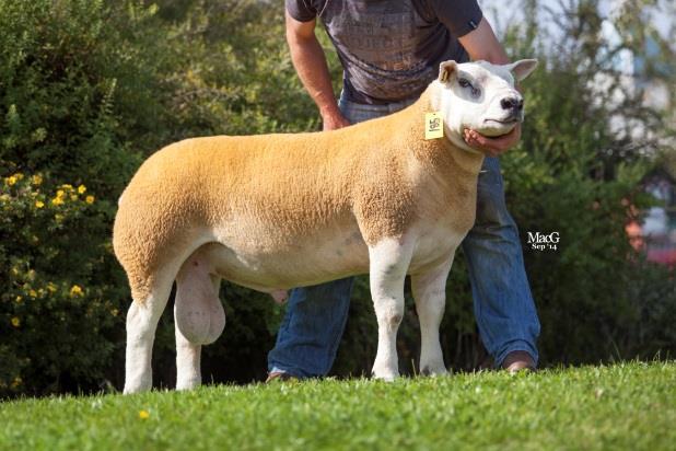 LOOSEBEARE TEXELS FOREWORD We are delighted to offer 20 shearling ewes to this sale and I am sure they offer something to both new breeders expanding flocks and those looking for a special ewe to