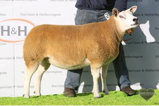 HULL HOUSE SPECIAL BREW - purchased for 9,000gns has bred rams to 2,800gns and ewes to 6,200gns for the mother of Halbeath