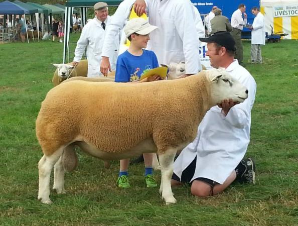 LOOSEBEARE SHOWSTOPPER - son of Quercus Puregold who sired rams to 4,600 and 3,800gns out of our
