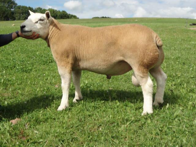 REFERENCE TO SIRES CAMBWELL TRADEMARK LTC1201161 ARR/ARR Index 449 Sire BGS 11 00303 Sportsman Supreme Dam LTC 10 0027 A very high index (449) ram out of the 40,000gns Cambwell Rob Roys' sister, a