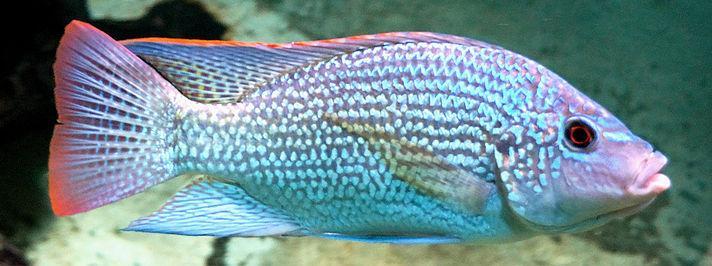 CICHLIDS Family of fish within the infraclass Teleostei Over 1600 species discovered, Up to 3000 species