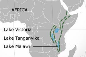 AFRICAN RIFT LAKES Found in East Africa s Great Rift Valley 3 Lakes with Genetically distinct Lineages Lake