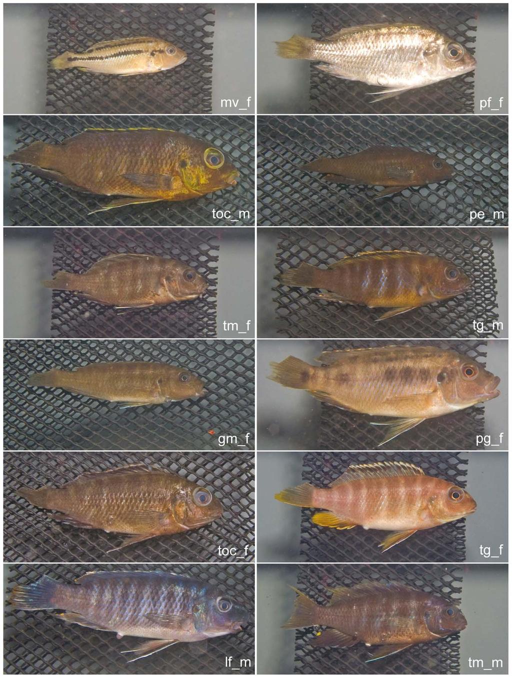 The name tags in the lower right portion of each photograph are combinations of the abbreviation of species names (Table 1), followed by m for male and f for female. doi:10.1371/journal.pone.0077686.