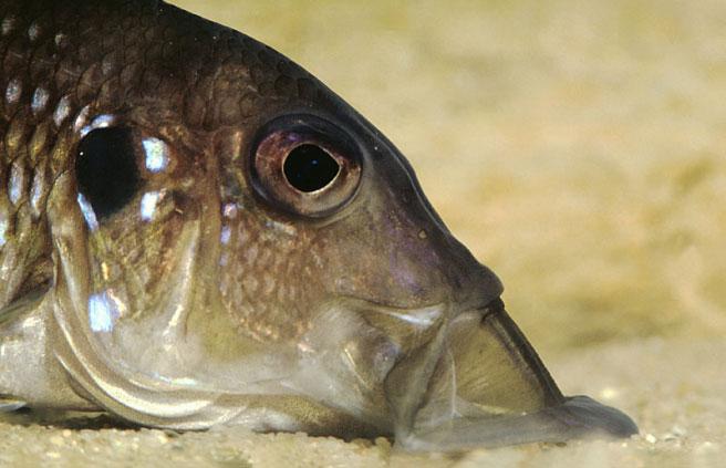 The CICHLIDS yearbook Gnathochromis permaxillaris,