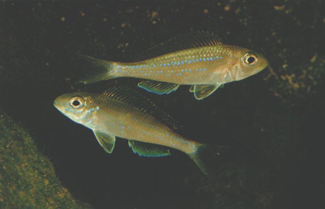 Microdontochromis tenuidentatus (Poll, 1951) Ad Konings Two wildcaught specimens of Microdontochromis tenuidentatus of unknown sex.