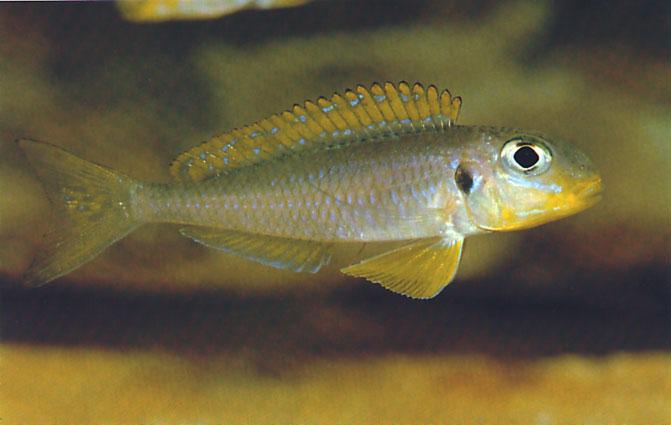 Xenotilapia flavipinnis Poll, 1985 Ad Konings The yellow Xenotilapia flavipinnis from Nyanza Lac. Xenotilapia flavipinnis is a common, sanddwelling cichlid which is found all round the lake.